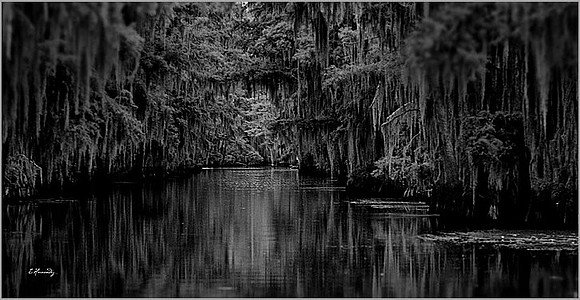 My image of caddo Lake LucisWEB