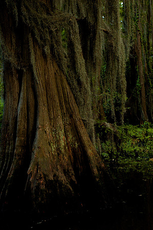 TreeROOTsCaddo-2003