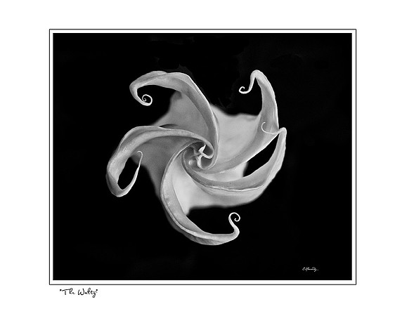 The waltz_forvida